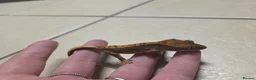 Gecko reptiles for sale: Crested & leopard gecko babies - Advert 17