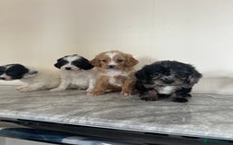 Cavapoo dogs for sale: Adorable Cavapoo puppies - Image 6
