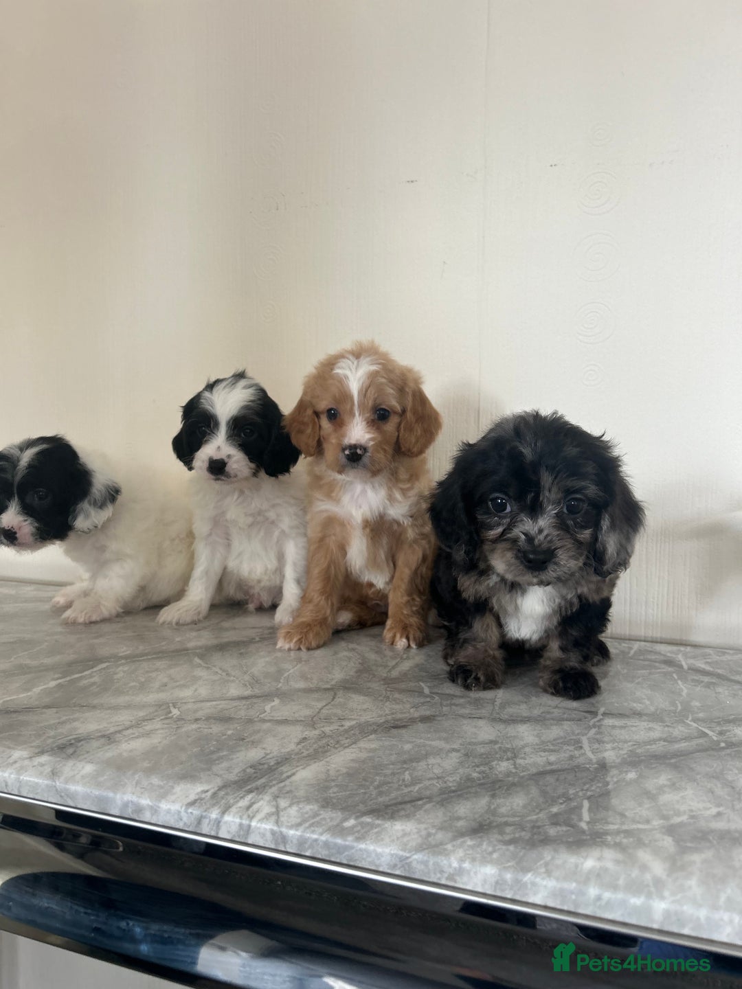 Cavapoo dogs for sale: Adorable Cavapoo puppies - Image 6