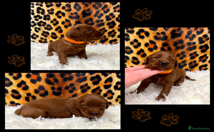 Cockapoo dogs - Advert 7
