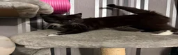Domestic Shorthair cats for sale: Make kitten  - Advert 2