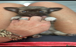 Chihuahua dogs for sale: Kc Reg Long Coat Puppies  - Image 1