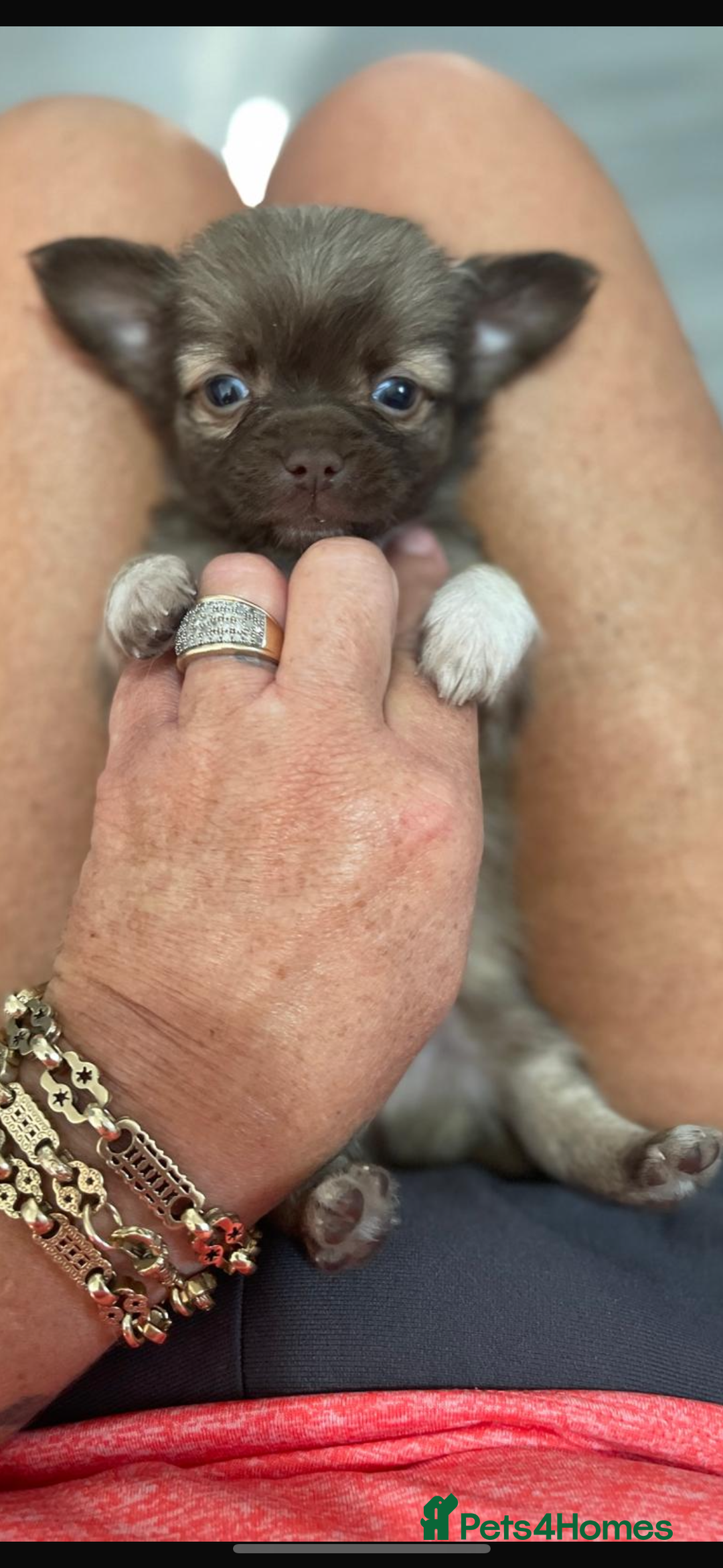Chihuahua dogs for sale: Kc Reg Long Coat Puppies  - Image 1