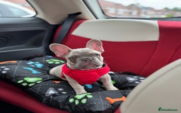 French Bulldog dogs for sale: Stunning boy Available  - Image 2