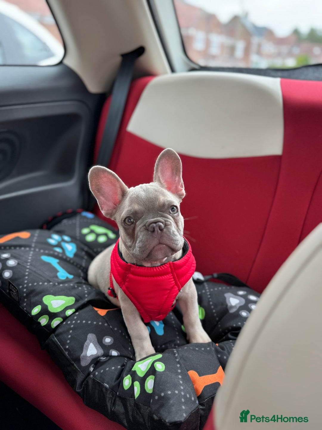 French Bulldog dogs for sale: Stunning boy Available  - Image 2