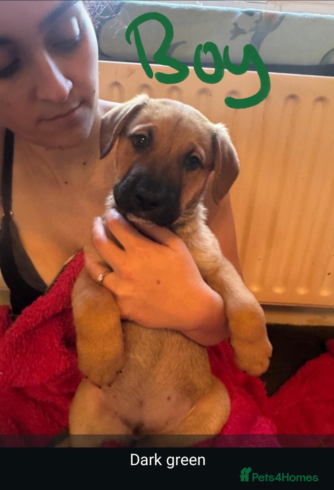 Mixed Breed dogs Available now! Mastiff / German Shepherd puppies  - Advert 11