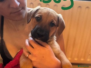 Mixed Breed dogs Available now! Mastiff / German Shephard puppies - Advert 7