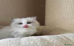 Ragdoll cats for sale: Beautiful Ragdoll Kittens - Image 11