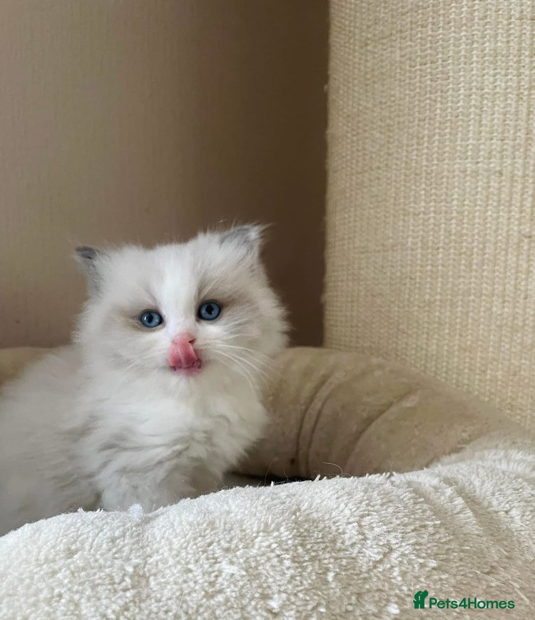 Ragdoll cats for sale: Beautiful Ragdoll Kittens - Image 11