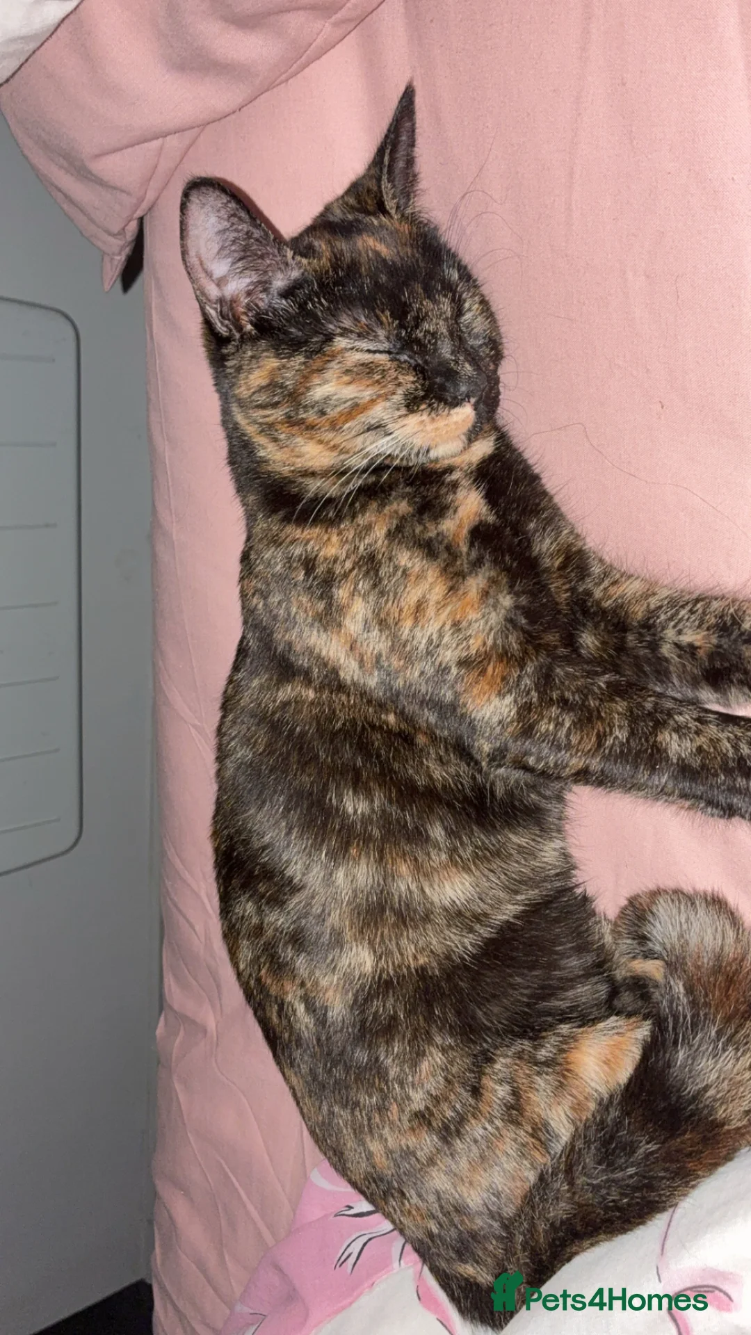 Mixed Breed cats for sale: Free to a good home in West Bromwich - Advert 4