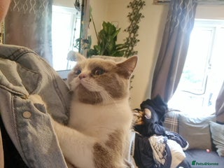 British Shorthair cats Sweet lilly 4 sweet home - Advert 1