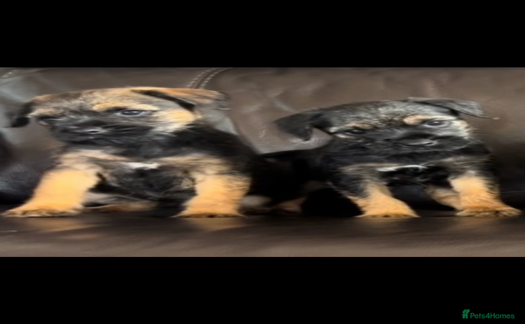 Border Terrier dogs - Advert 2