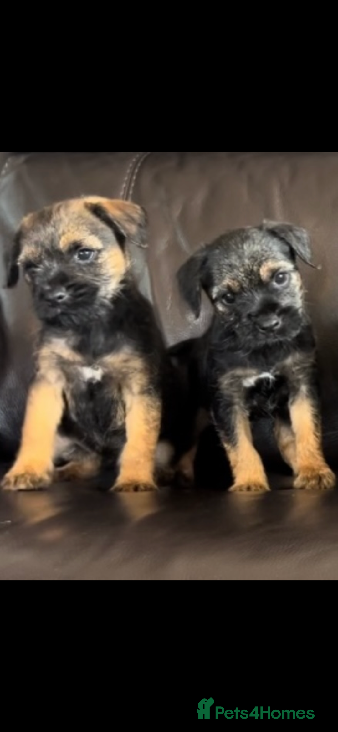 Border Terrier dogs for sale: Border Terrier puppies - Image 1