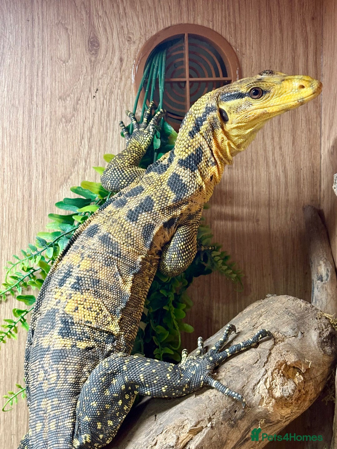 Monitor reptiles for sale: Varanus Cumingi  - Advert 1