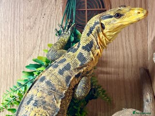 Monitor reptiles Varanus Cumingi - Advert 9