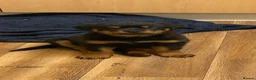 Rottweiler dogs for stud: Rottweiller for stud  in Bristol - Advert 7