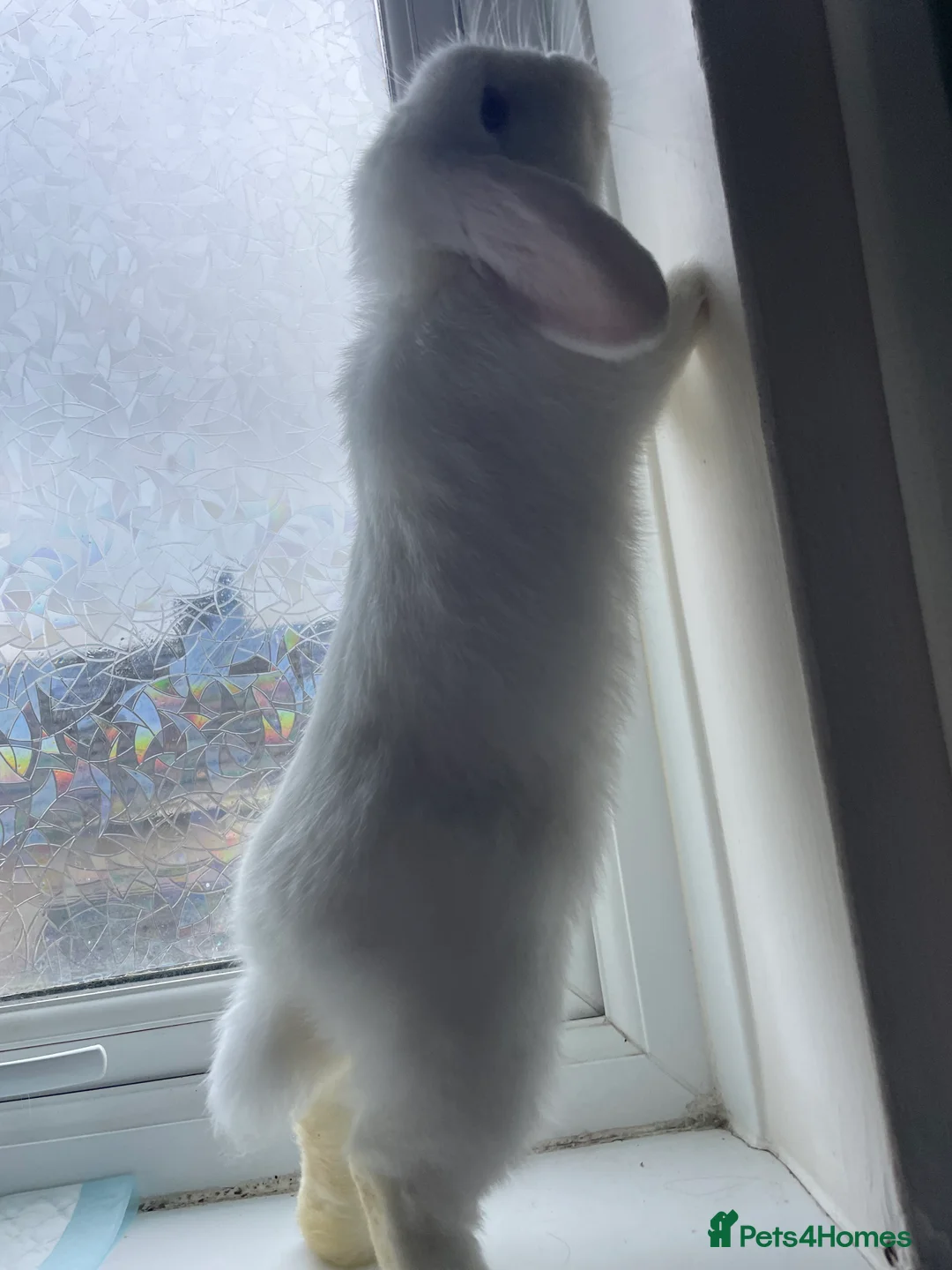 Mini Lop rabbits for sale: White Mini Lop  - Advert 8