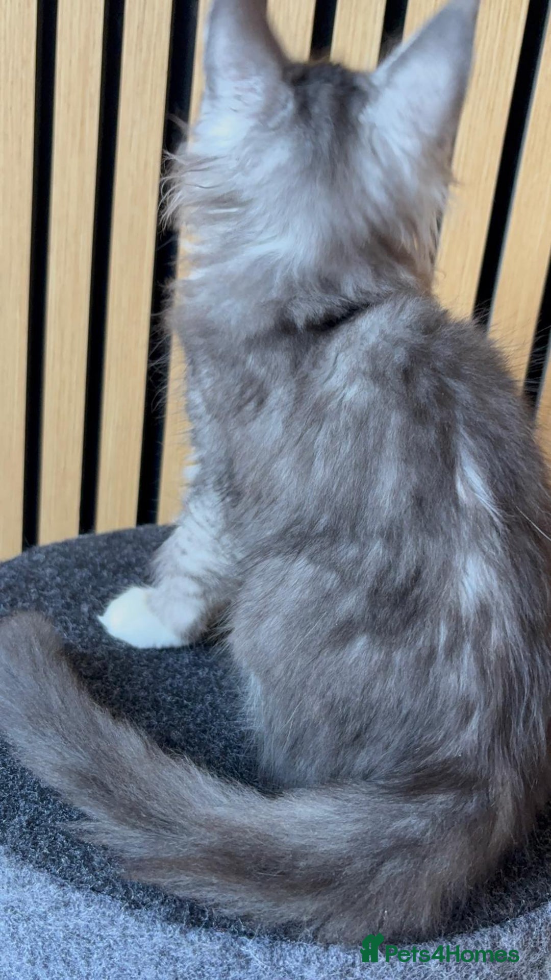 Maine Coon cats for sale: XL Maine Coon Kittens for Sale – TICA Reg - Advert 18