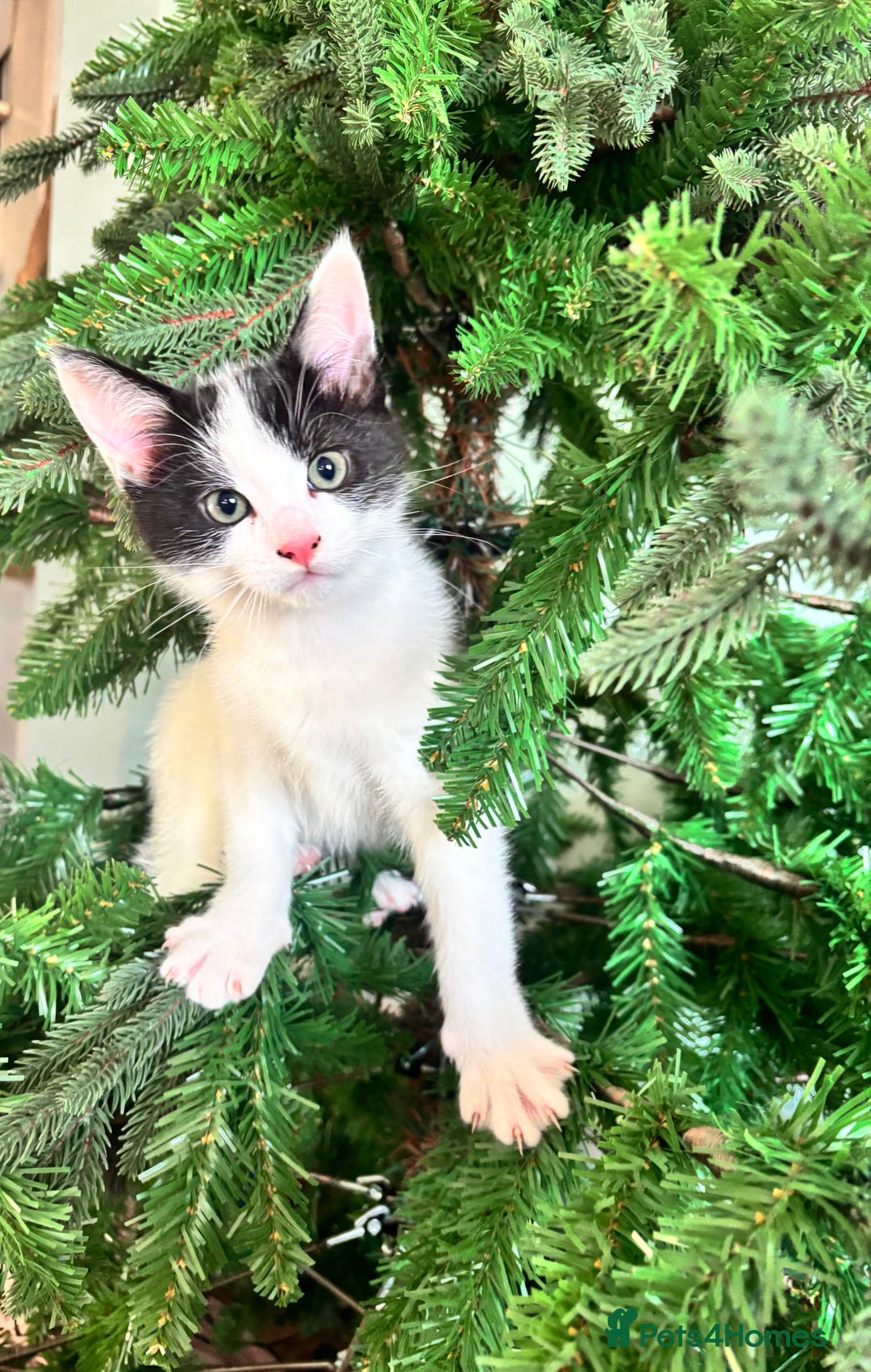 Mixed Breed cats for sale: 2 male kittens  - Advert 1