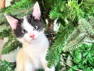 Mixed Breed cats 2 male kittens - Advert 5