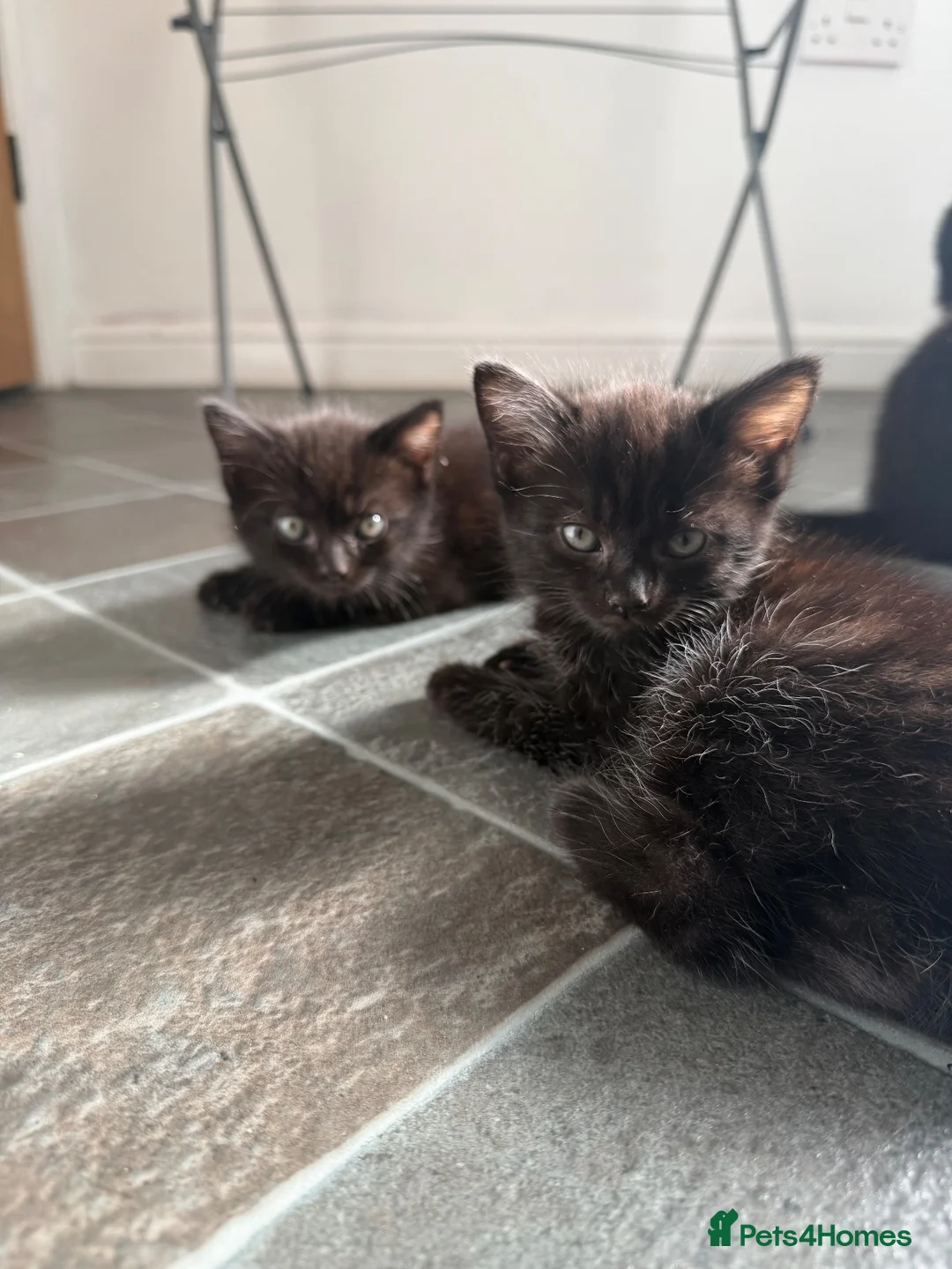 Mixed Breed cats for sale: 2 fluffy kitten girls 🐾  - Advert 3