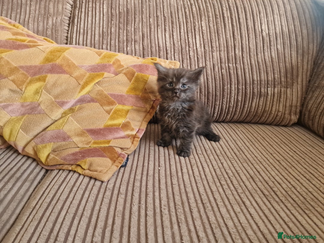 Maine Coon cats for sale: Maine coon cross - Image 10