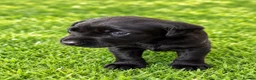 Labrador Retriever dogs for sale: Stunning Working Labrador Puppies - Advert 5