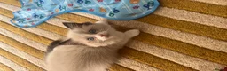 Ragdoll cats for sale: Ragdoll babies  - Advert 3