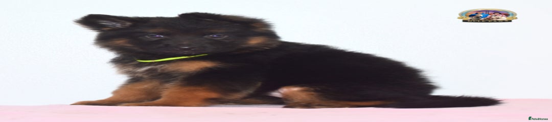 German Shepherd Puppy 5