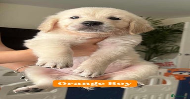 Golden Retriever dogs - Advert 13