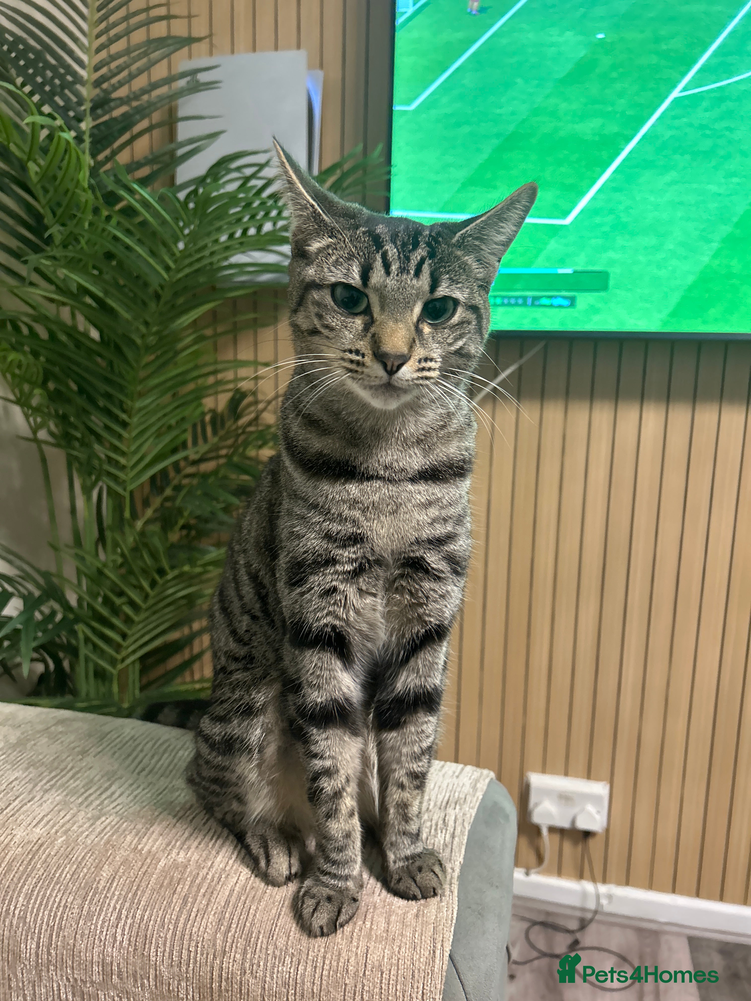 Mixed Breed cats Sisi loving cat  - Advert 3