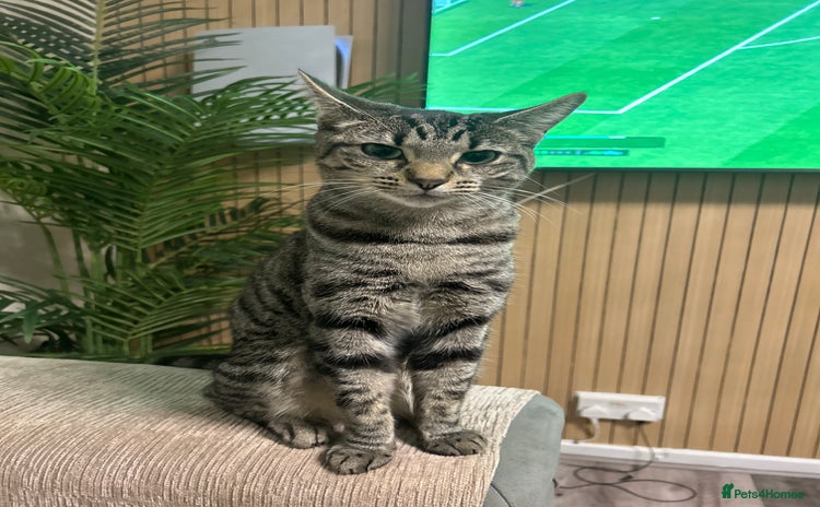 Mixed Breed cats Sisi loving cat  - Advert 1