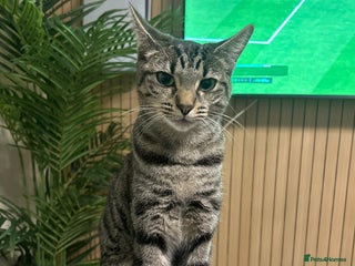 Mixed Breed cats Sisi loving cat - Advert 1