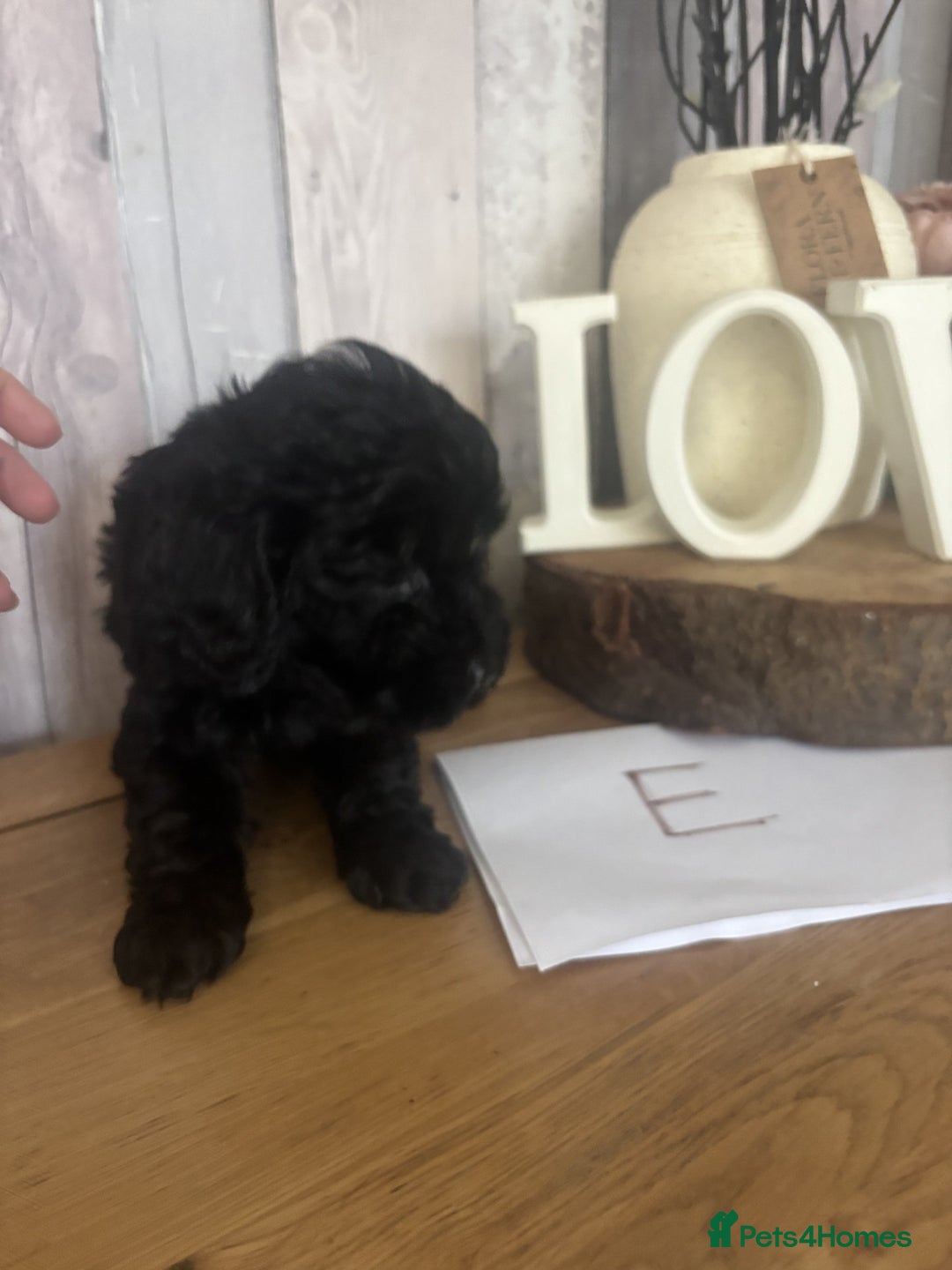 Cockapoo dogs for sale: Cockapoo Puppies looking for their forever homes - Advert 37