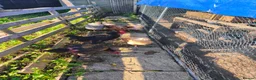 Chickens poultry for sale: 6 x chickens for sale  in Goole - Advert 3