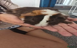 Guinea Pig rodents for sale: Male guinea - Image 1