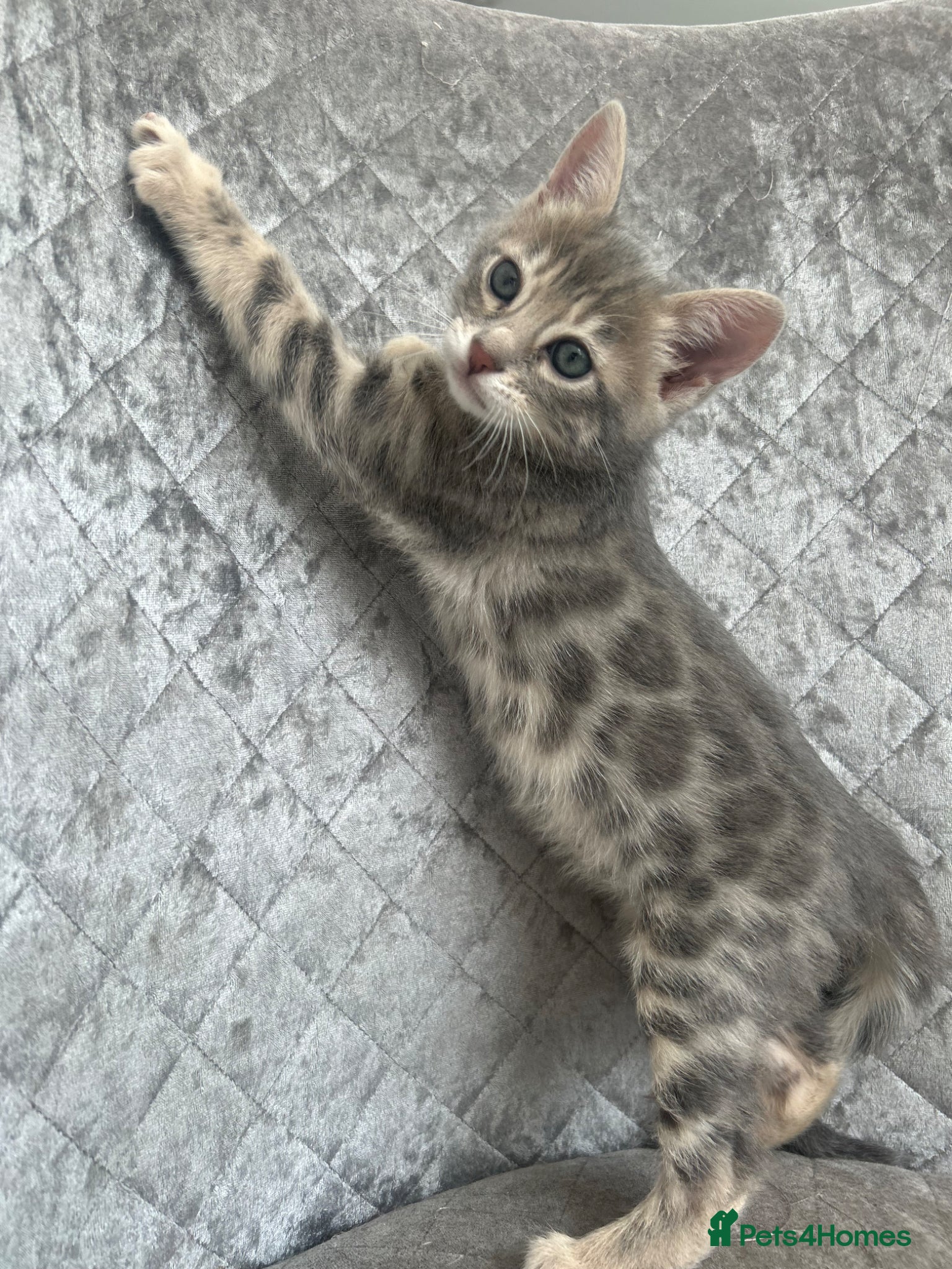 Bengal cats for sale: 💙 Beautiful Blue Bengal Female Kittens TICA Reg - Advert 1