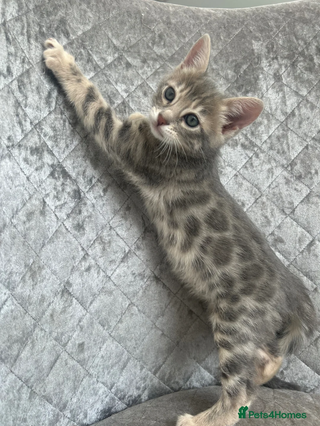 Bengal cats for sale: 💙 Beautiful Blue Bengal Female Kittens TICA Reg - Advert 1