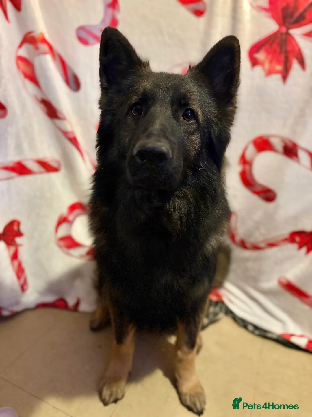 German Shepherd dogs for stud: PROVEN German shepherd for stud  in Bexhill-on-Sea - Advert 2