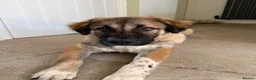 Mixed Breed dogs for sale: Loving Armenian Gampr Male 7 months old in Saltburn-by-the-Sea - Advert 9