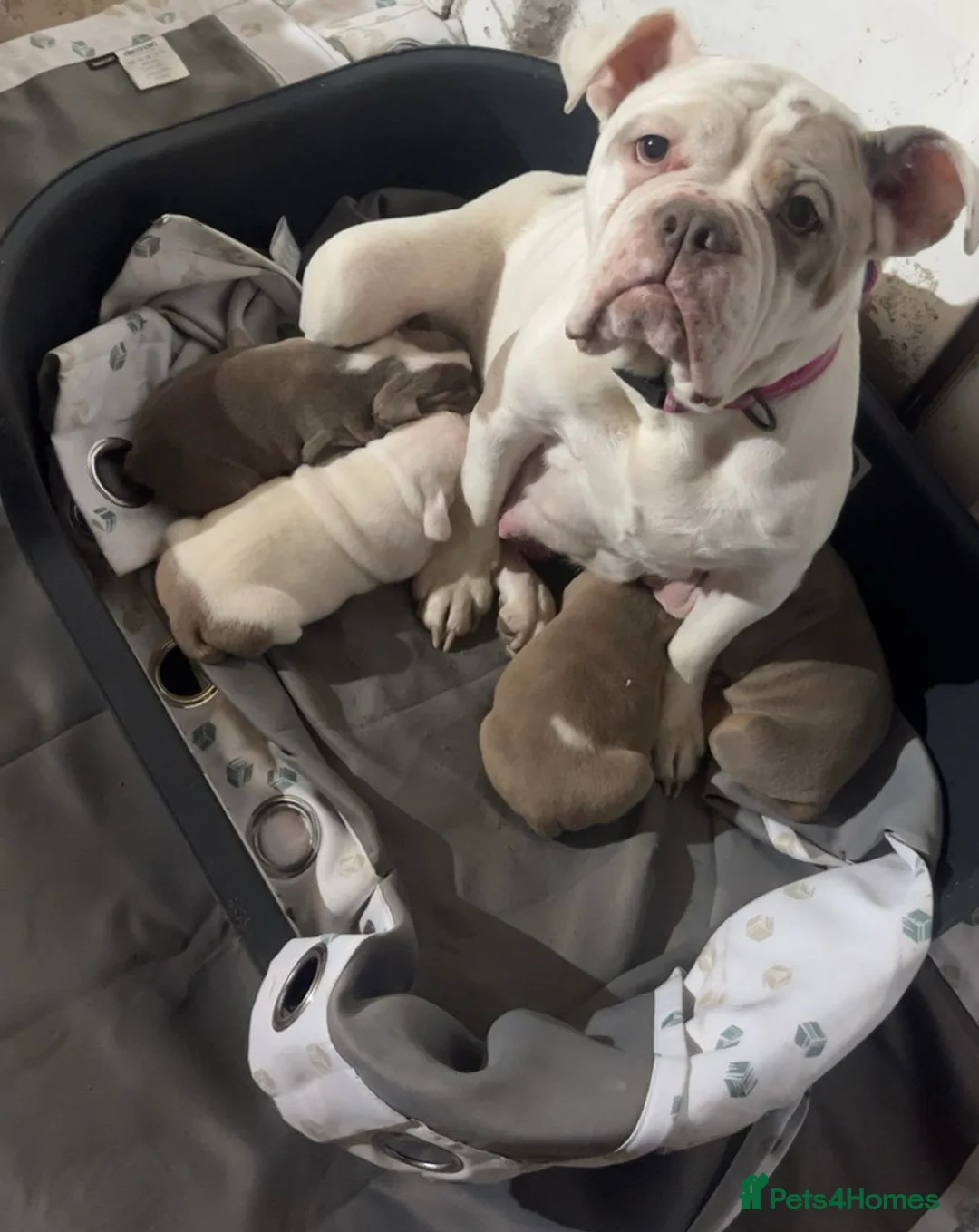 Olde English Bulldogge dogs for sale: Blue eyed Old English bulldog puppy’s  - Advert 2