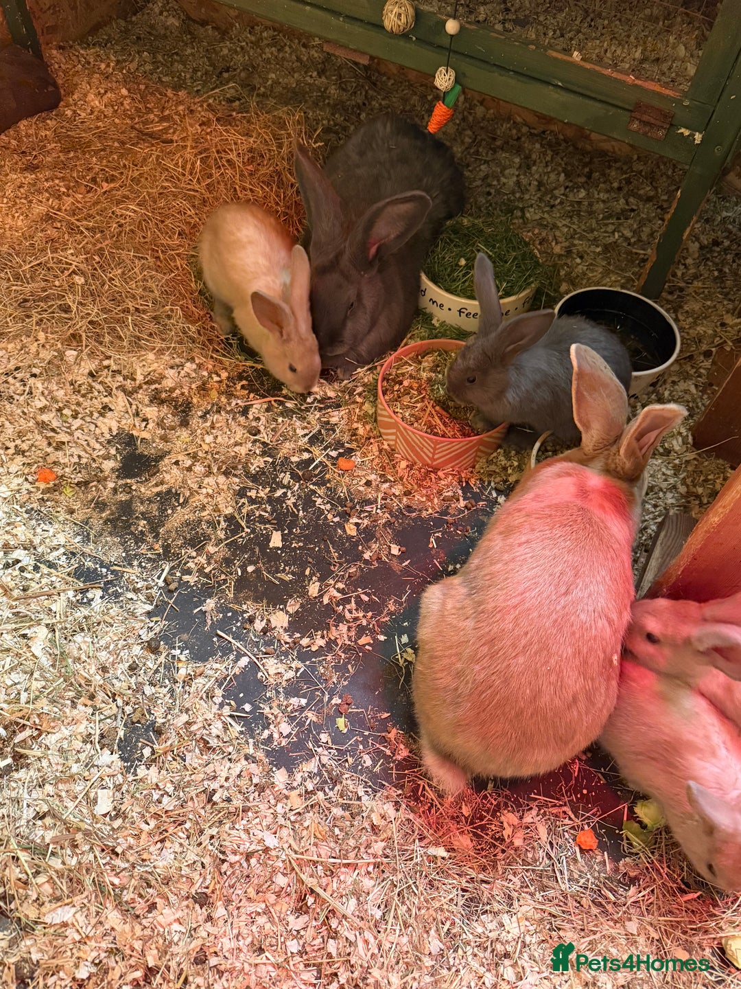 Continental Giant rabbits for sale: Beautiful well handled giant breed baby rabbits - Advert 2