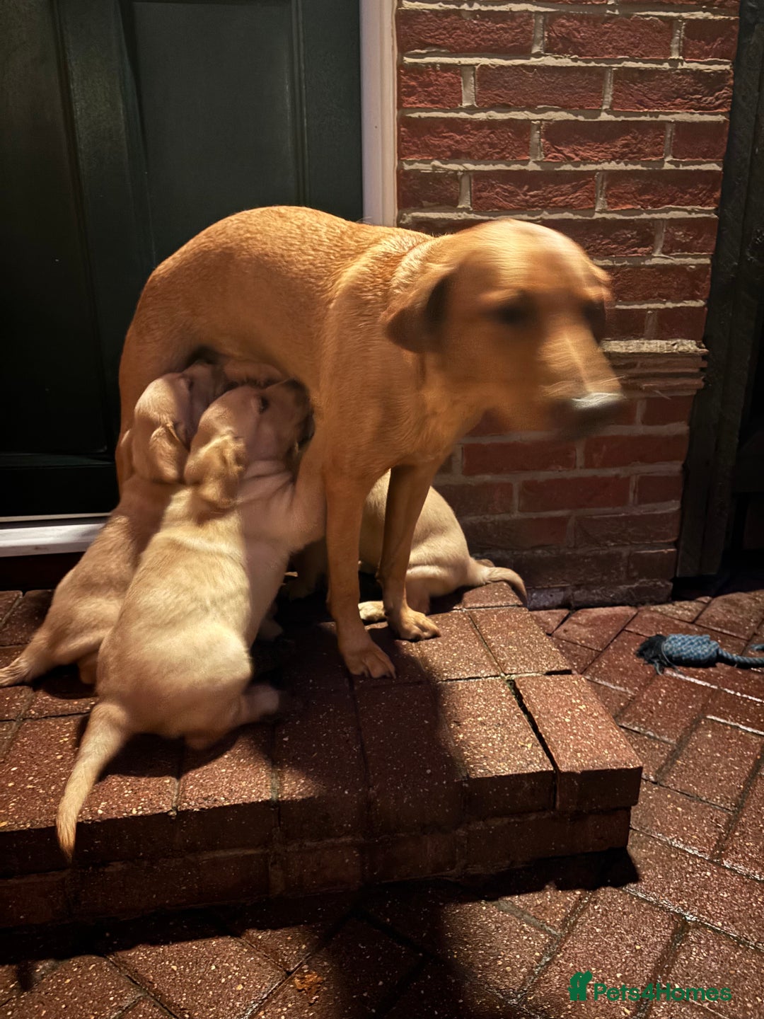 Labrador Retriever dogs for sale: Fox Red x yellow Labradors - Advert 4