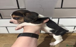 Beagle dogs for sale: Beautiful beagle puppies  - Advert 18