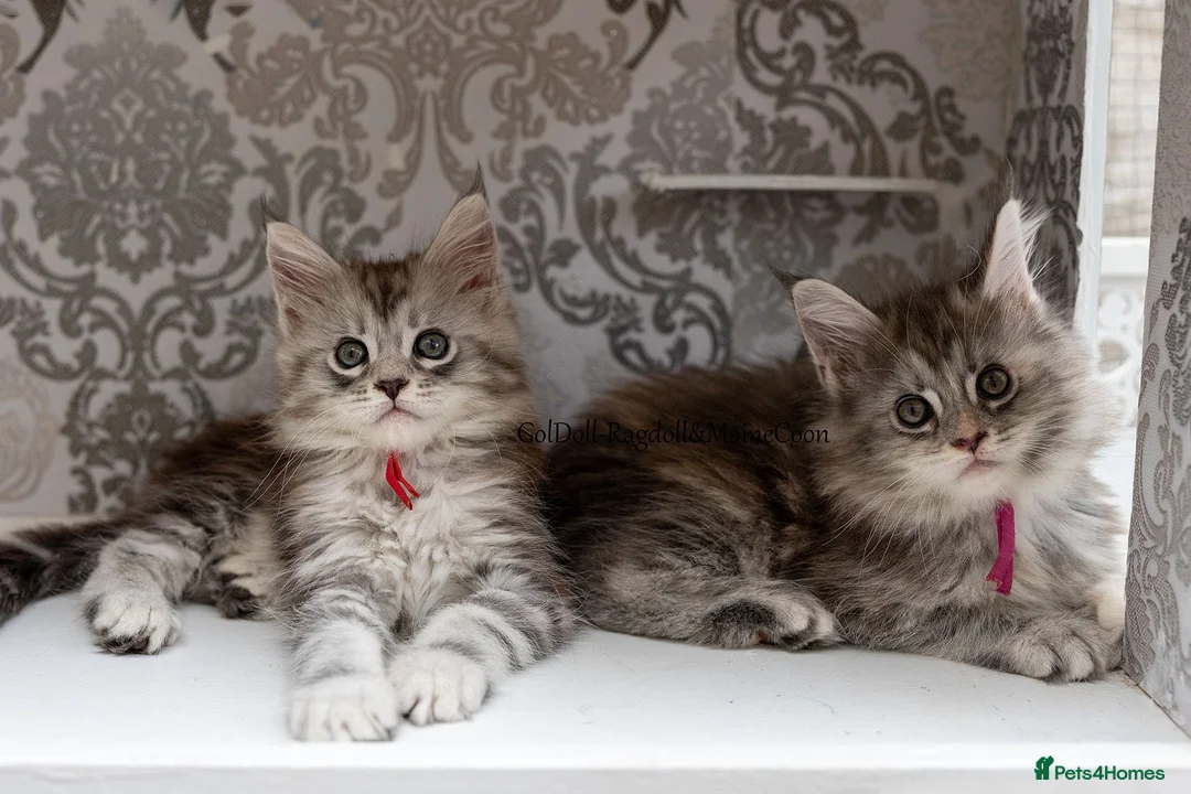Maine Coon cats for sale: GCCF kittens champion line & outstanding pedigree - Advert 1