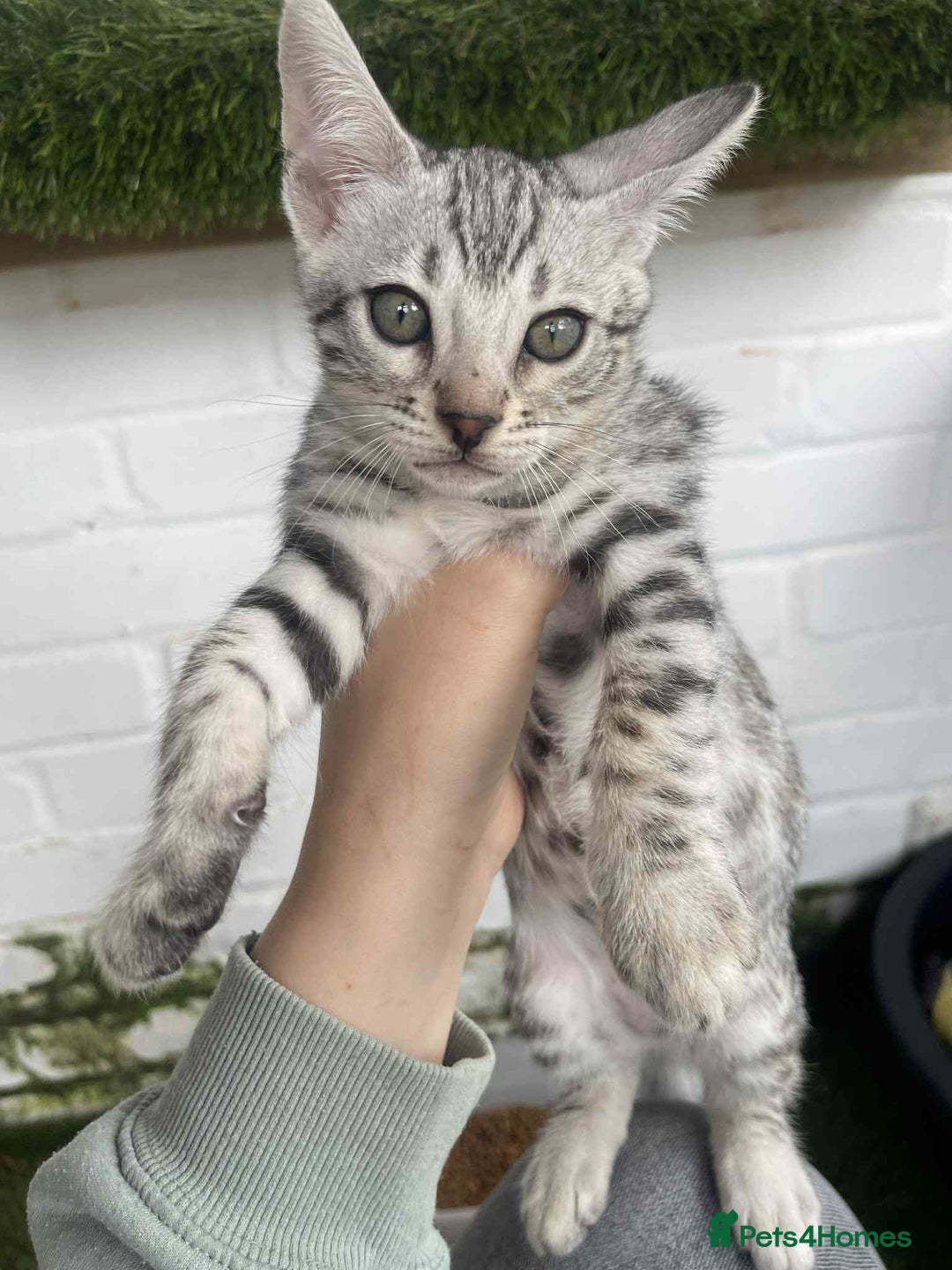 Bengal cats for sale: 🐾 Pedigree tica registered Bengal Kittens - Image 16