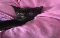 Mixed Breed cats for sale: 5 mixed breed kittens - Image 3