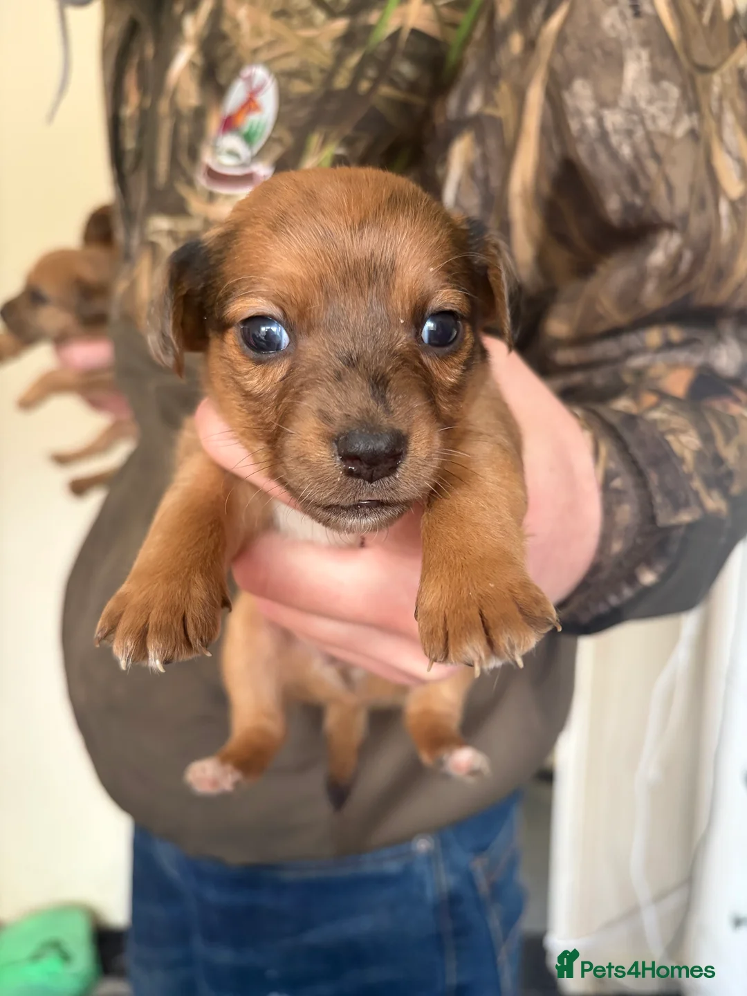 Jack Russell dogs for sale: Jack Russell puppies  - Advert 2