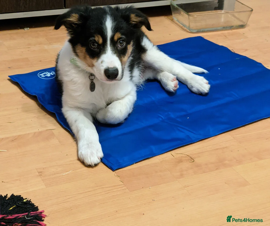 Border Collie dogs for sale: Experienced forever home only  - Advert 27