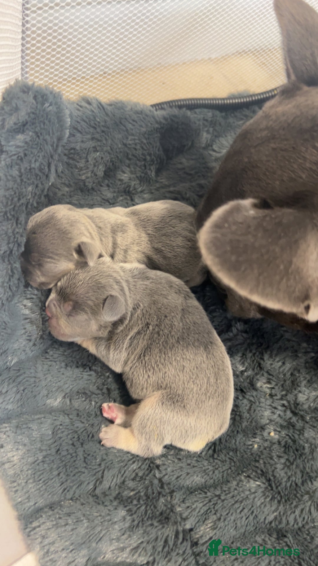French Bulldog dogs for sale: Two Beautiful Girl French Bulldogs  - Image 9